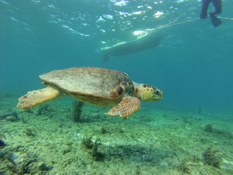 Green Sea Turtle in Bimini