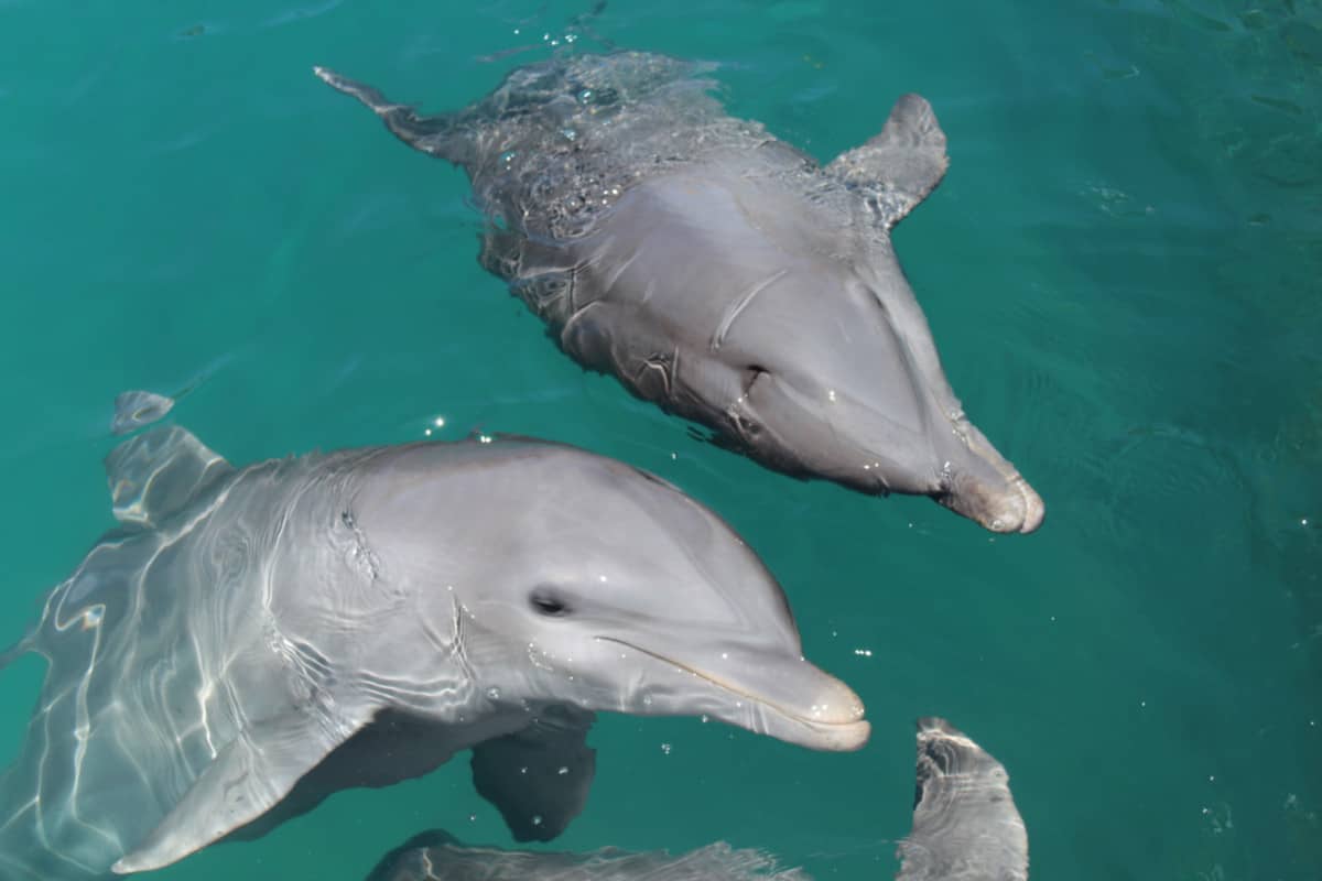 Dolphins in the Dominican Republic