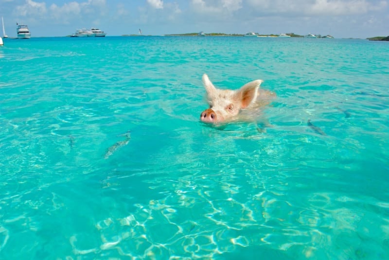 Pig Swimming in the Bahamas