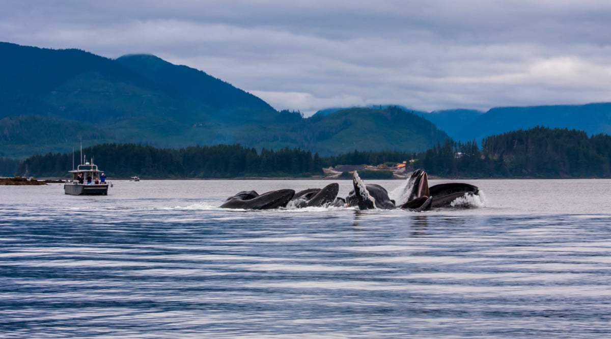 Whales off the coast of Hoonah Alaska
