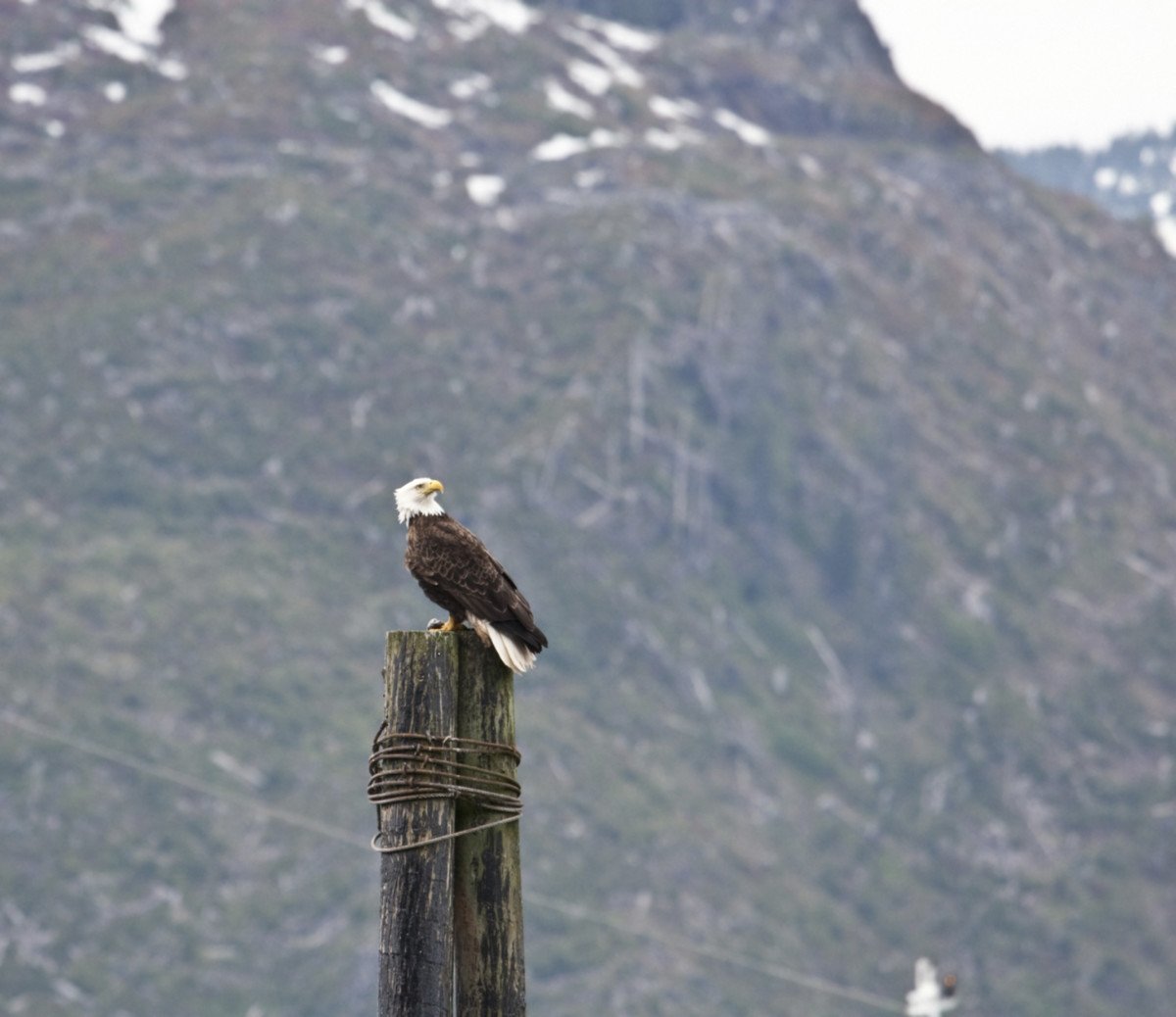 Eagle Spotted in Icy Strait Point