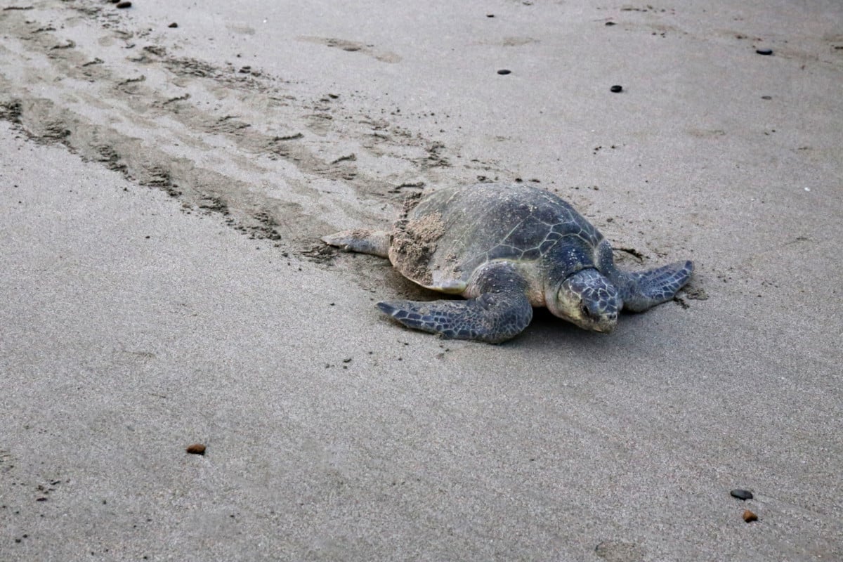 Turtle on Beach