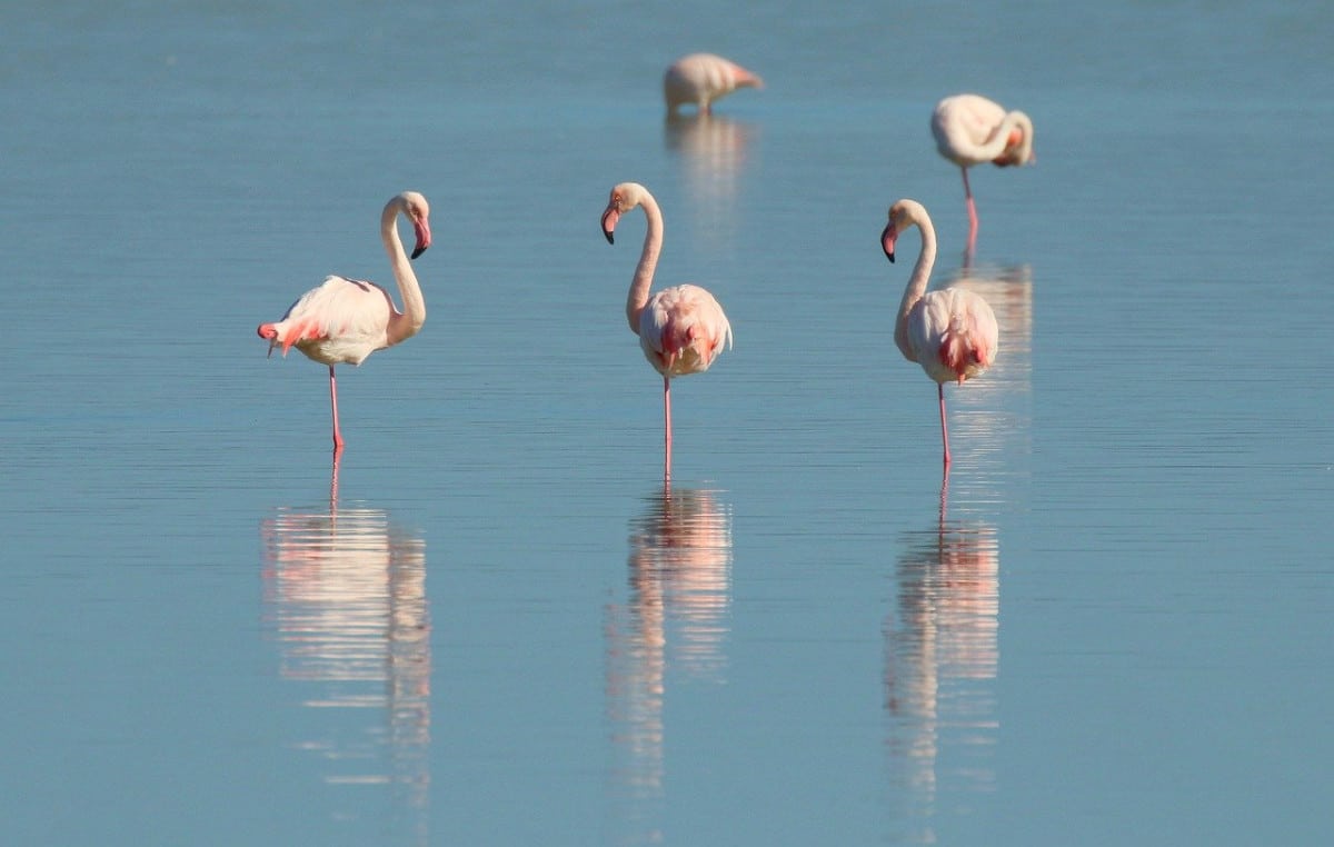 Flamingos in Nassau, Bahamas
