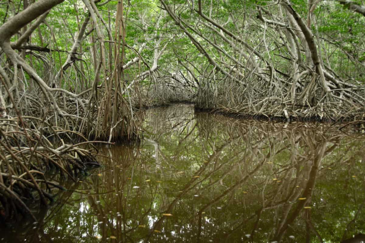 Mangroves Near Progreso