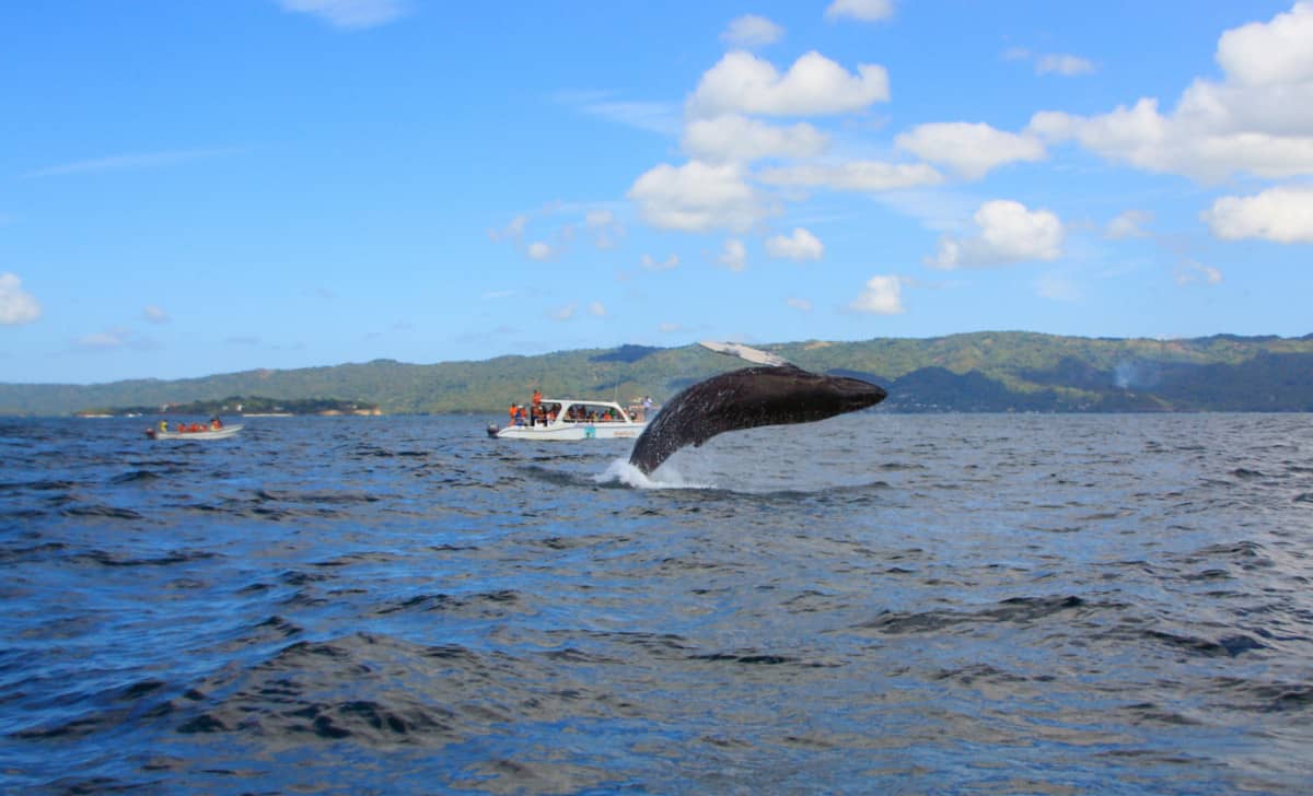 Whale Watching at Samana Bay