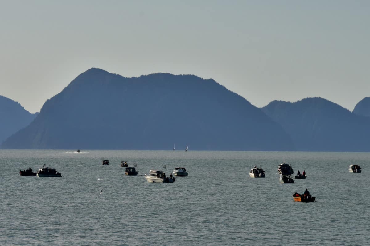 The Silver Salmon Derby in Resurrection Bay