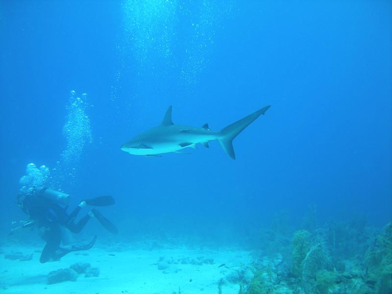 Sharks on Nassau Tour